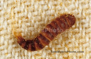 Black-Carpet-Beetle-Larva-640