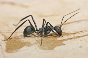 Carpenter_ant_Tanzania_crop